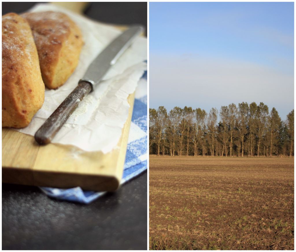 majsstykker - cheddar-efterår-morgen-brød (1)