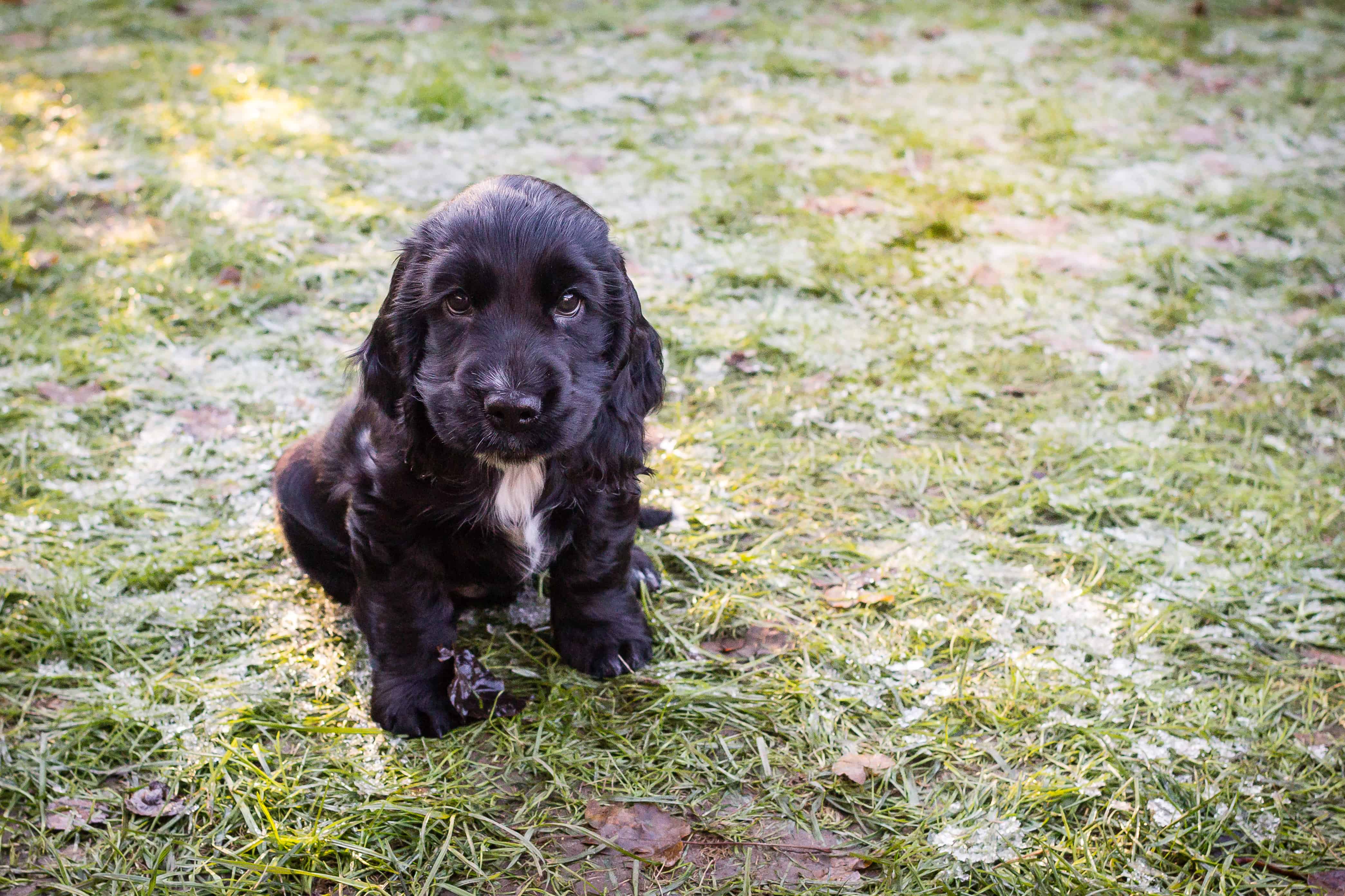 cocker spaniel 